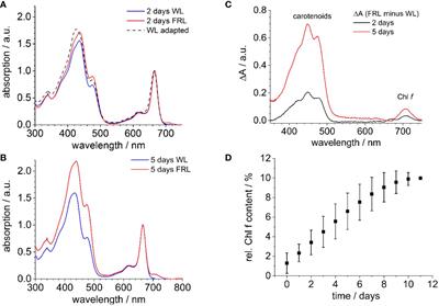 Adaptation processes in Halomicronema hongdechloris, an example of the light-induced optimization of the photosynthetic apparatus on hierarchical time scales